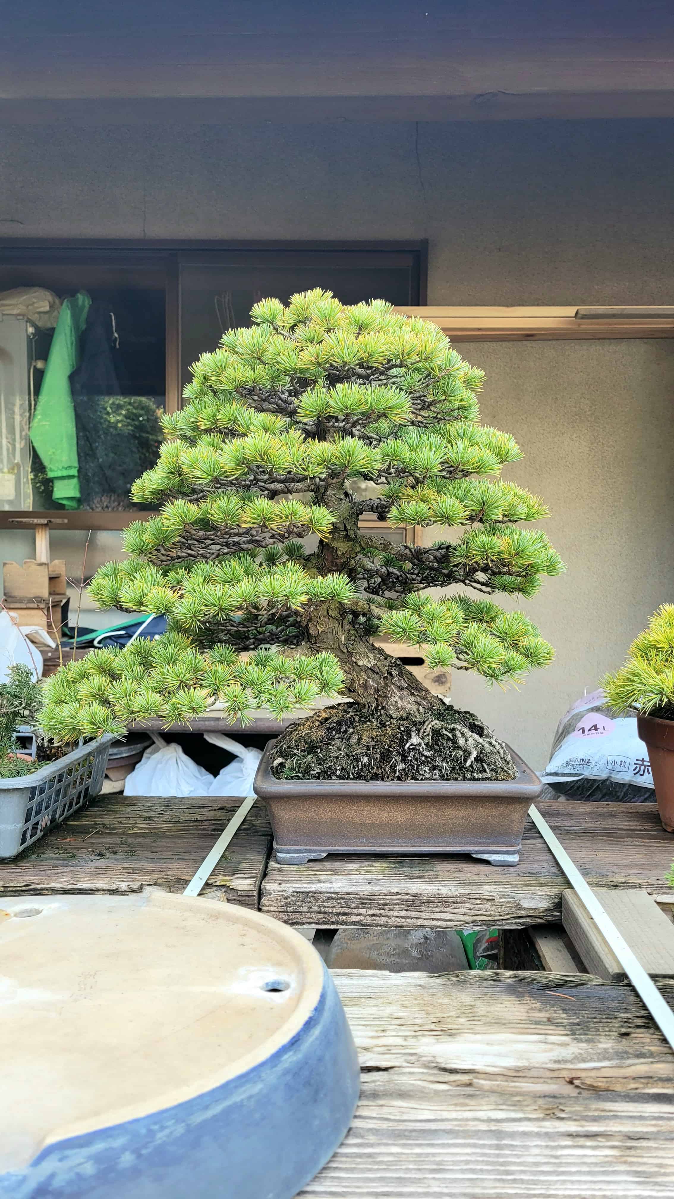A pine bonsai tree from omiya in Japan
